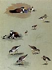 Study Canvas Paintings - Study of sandpipers cream-coloured coursers and other birds